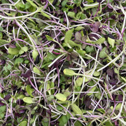 Microgreens 🌱🌸