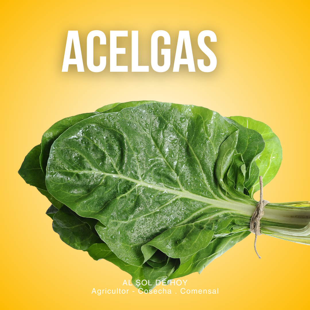 Acelga