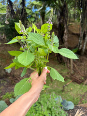Albahaca dulce