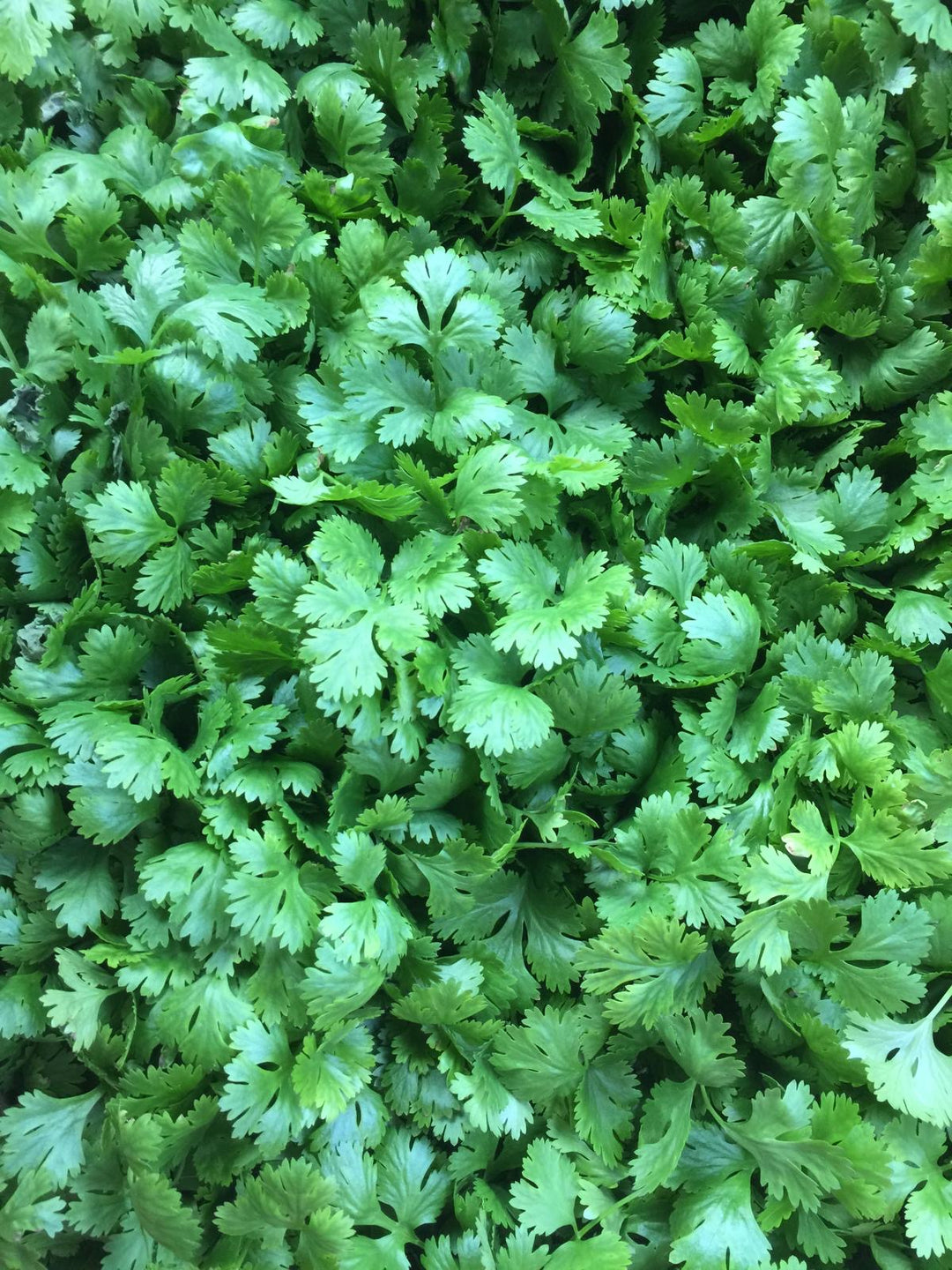 Cilantro