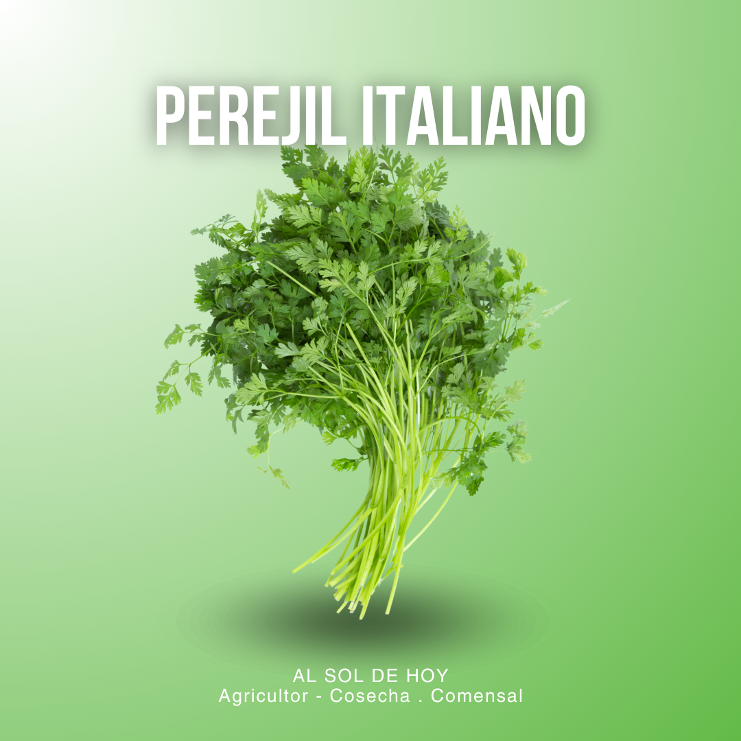 Perejil Italiano