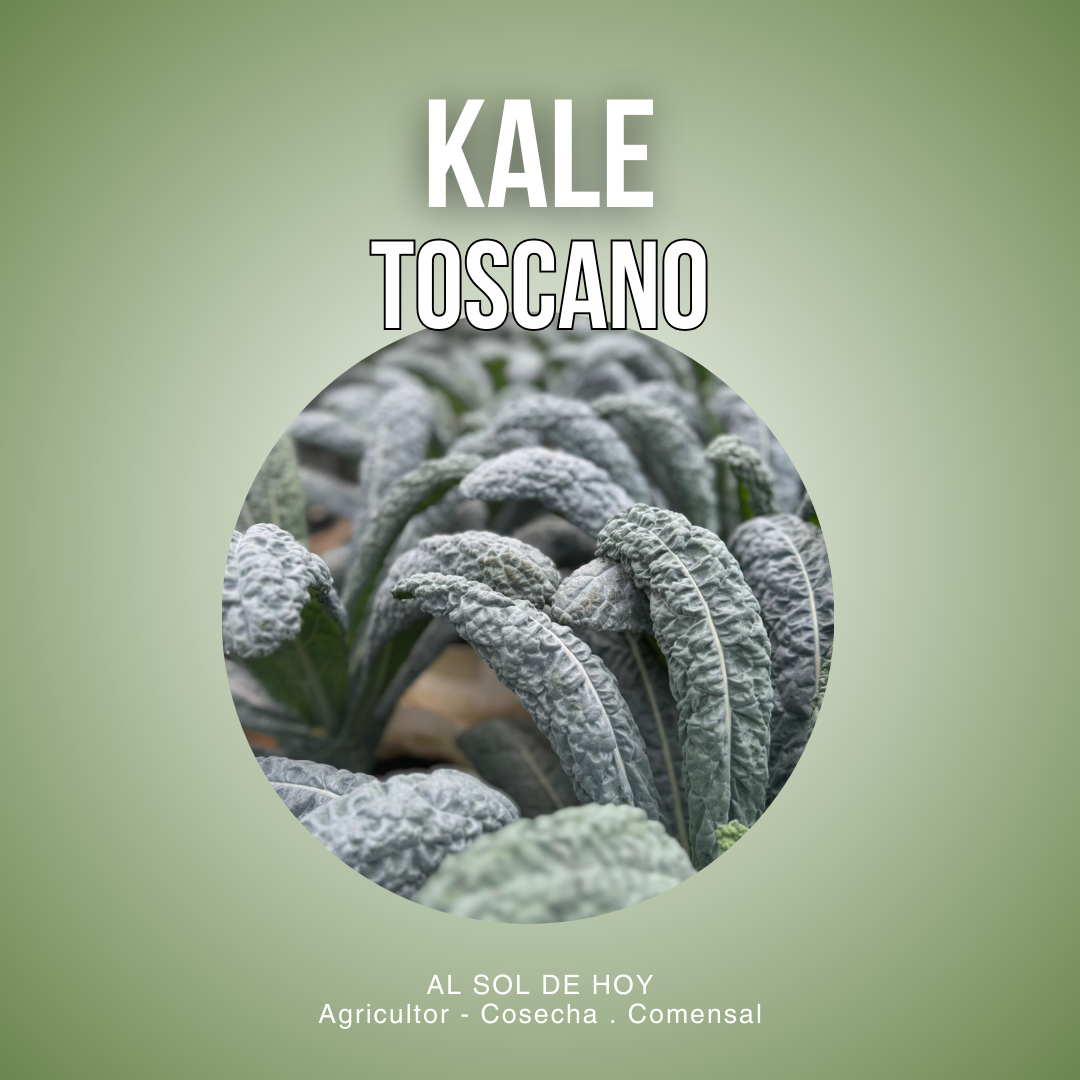 Kale Toscano
