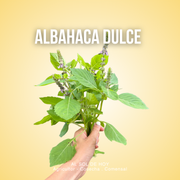 Albahaca dulce