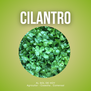 Cilantro