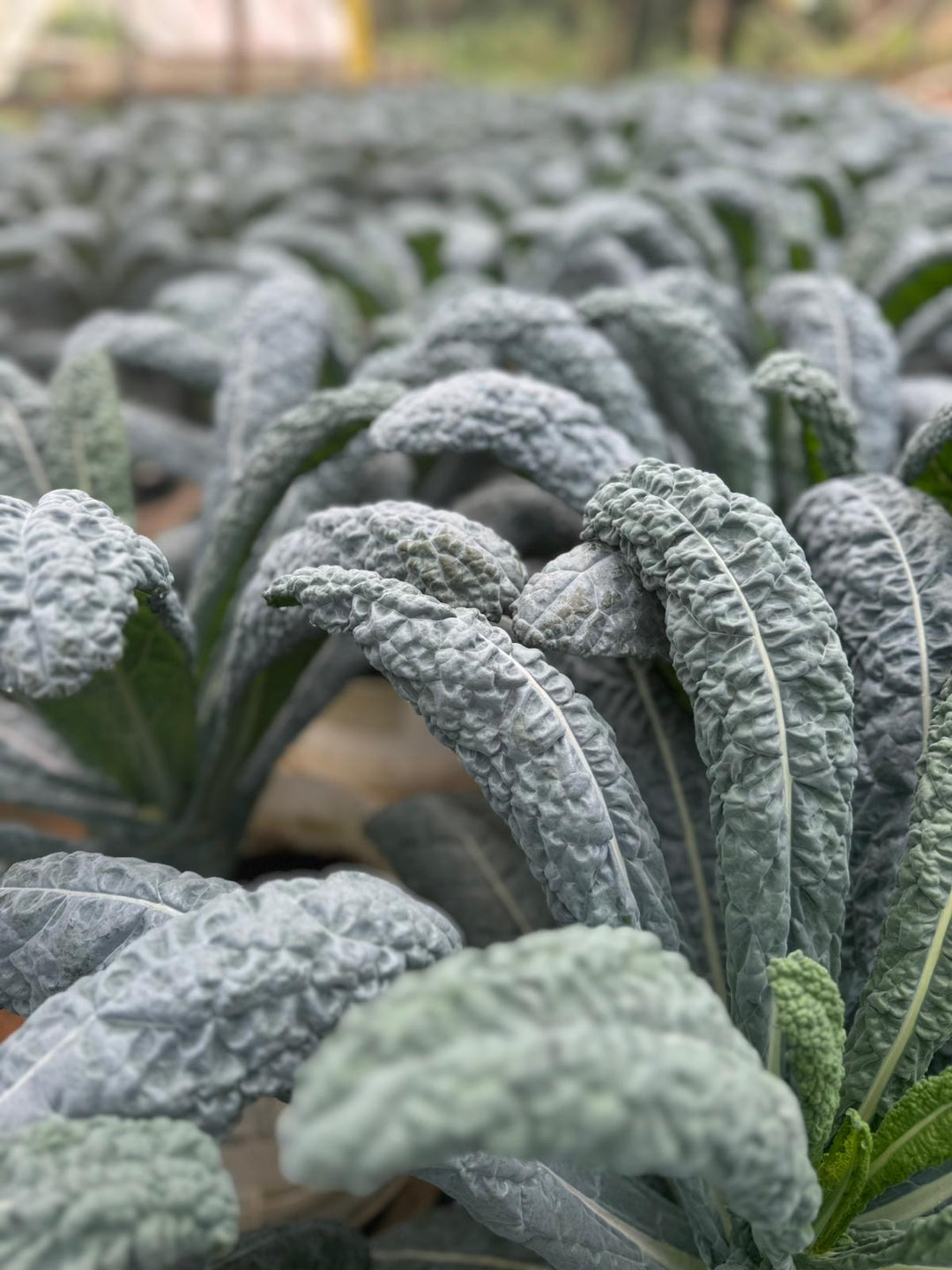 Kale Toscano