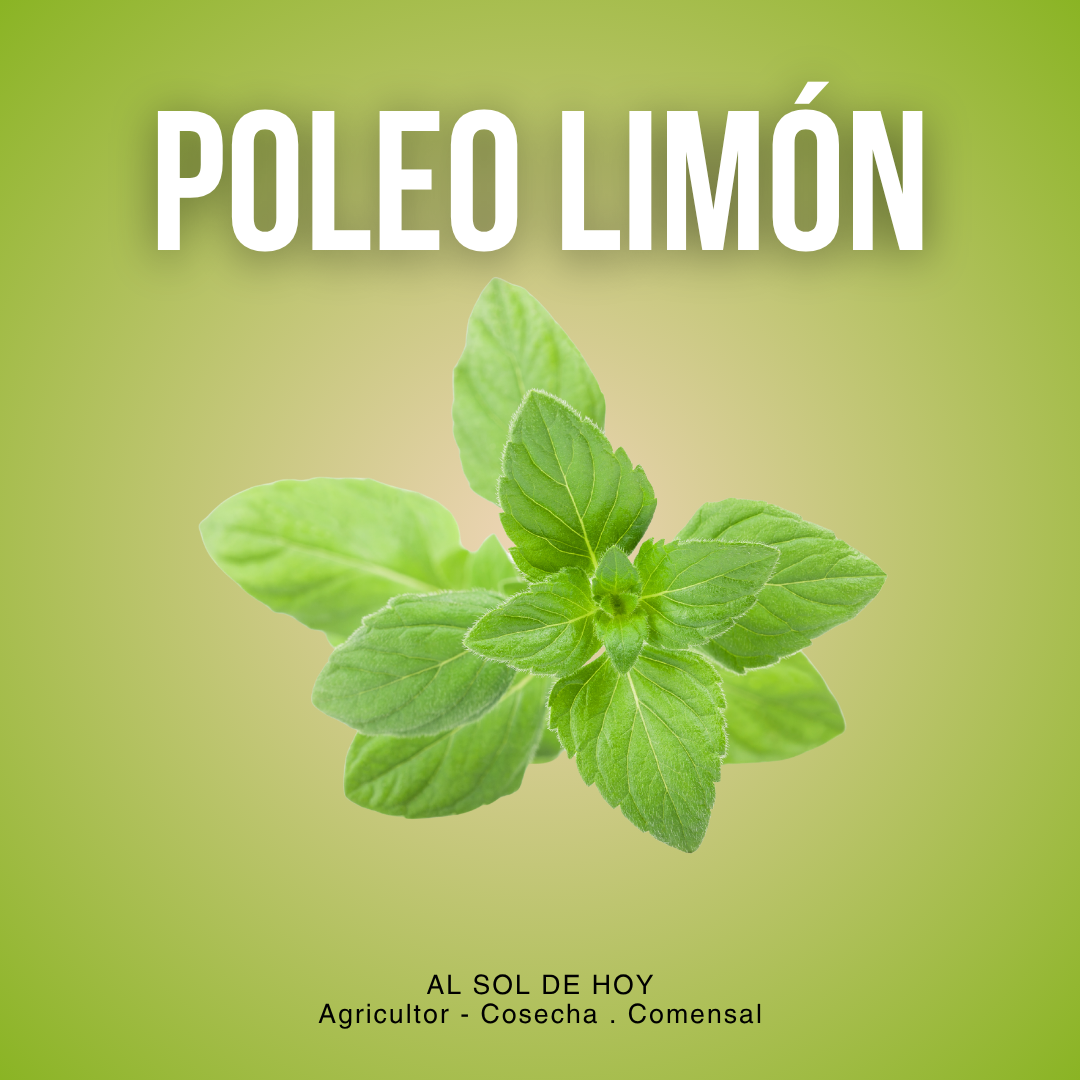 Poleo Limón (4oz)