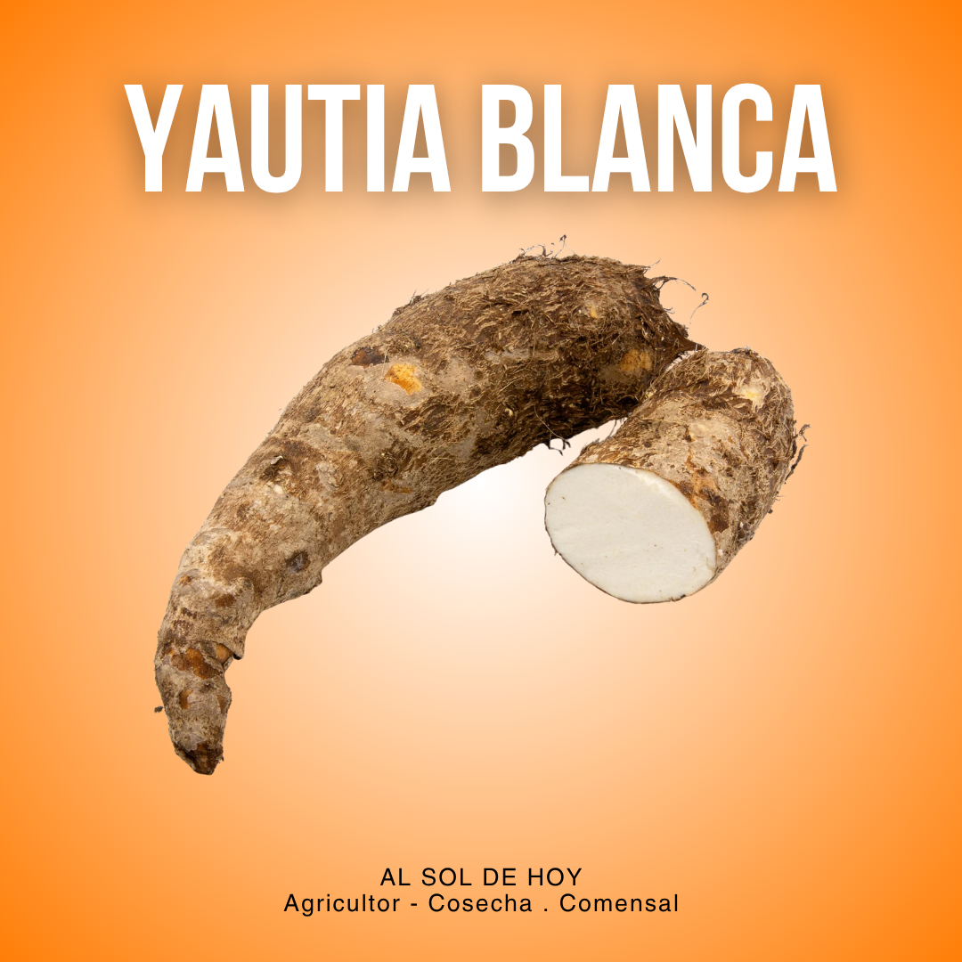 Yautia Blanca